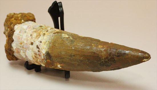 極上!大きい124mmの美しいスピノサウルス歯(高級ケース、ネームカード付)(その8)