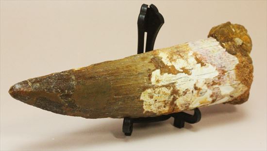 極上!大きい124mmの美しいスピノサウルス歯(高級ケース、ネームカード付)(その9)