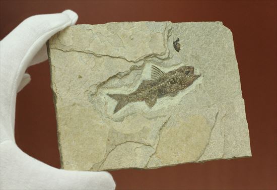 約3500万年前の魚化石(Dapalis Macrurus)(その10)