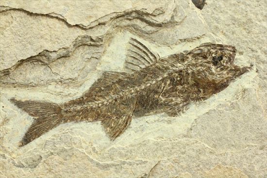 約3500万年前の魚化石(Dapalis Macrurus)(その11)