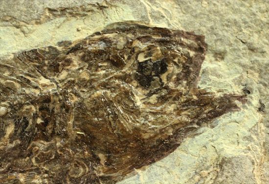 約3500万年前の魚化石(Dapalis Macrurus)(その5)