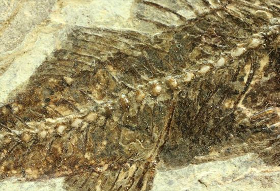 約3500万年前の魚化石(Dapalis Macrurus)(その6)