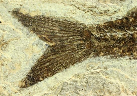 約3500万年前の魚化石(Dapalis Macrurus)(その9)
