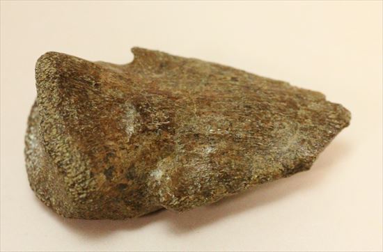石頭恐竜こと高品位パキケファロサウルスの足爪（その3）