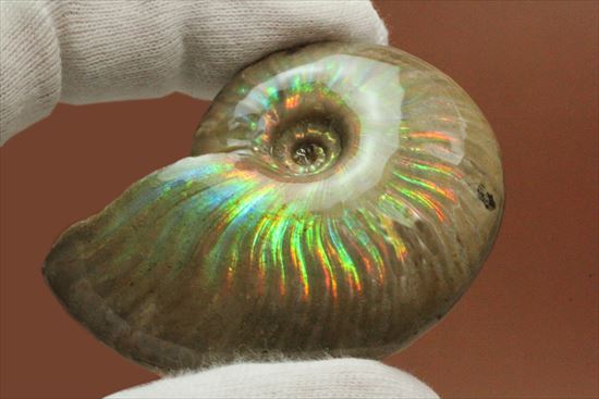 くぅぅぅ、まぶしい!両面光り!マダガスカル産光るアンモナイト(その12)