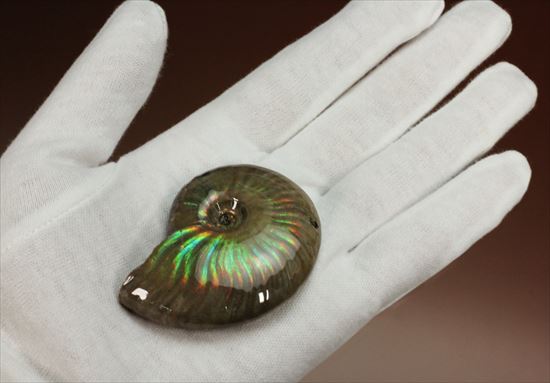 くぅぅぅ、まぶしい!両面光り!マダガスカル産光るアンモナイト(その2)