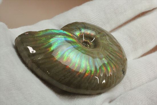 くぅぅぅ、まぶしい!両面光り!マダガスカル産光るアンモナイト(その7)