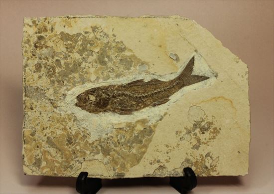 母岩とのコントラストが美しい魚化石(その1)