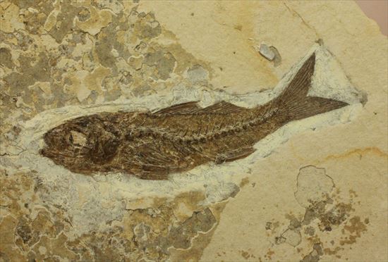 母岩とのコントラストが美しい魚化石(その2)