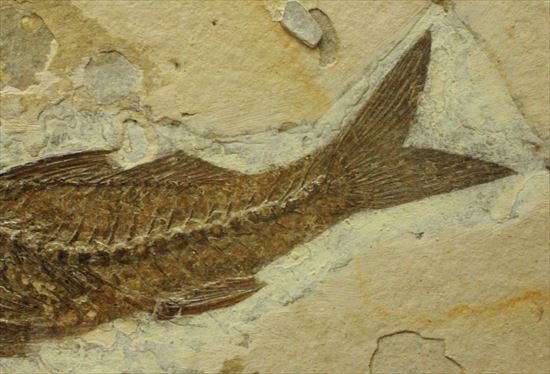 母岩とのコントラストが美しい魚化石(その4)