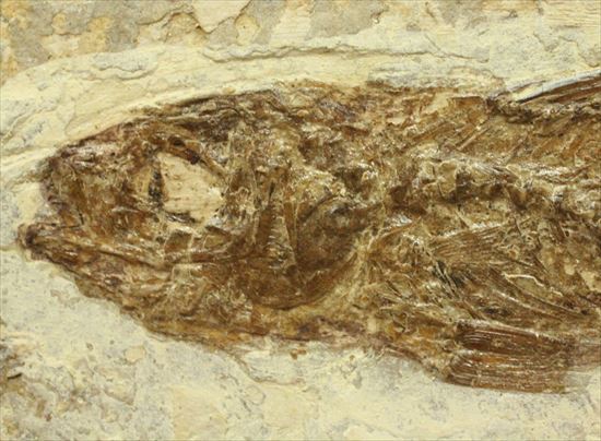 母岩とのコントラストが美しい魚化石(その5)