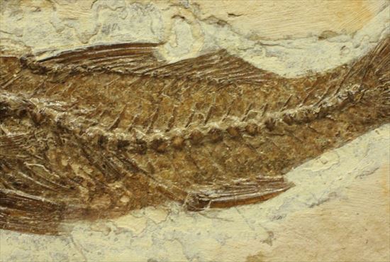 母岩とのコントラストが美しい魚化石(その6)