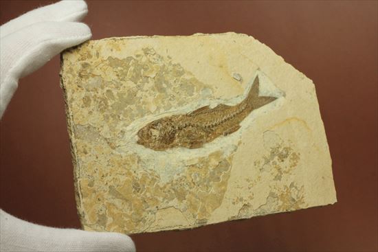 母岩とのコントラストが美しい魚化石(その8)