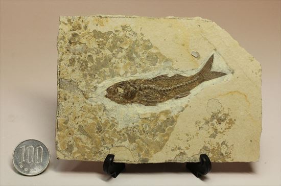 母岩とのコントラストが美しい魚化石(その9)