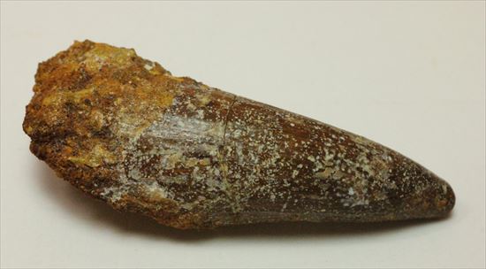 人気肉食恐竜スピノサウルスの歯化石(Spinosaurus tooth)（その3）