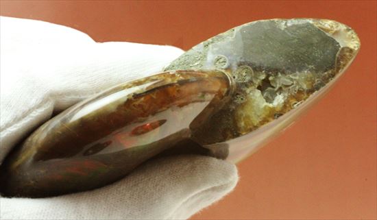リーズナブルプライス!光の滝が流れる!マダガスカル産光るアンモナイトクレオニセラス(その5)