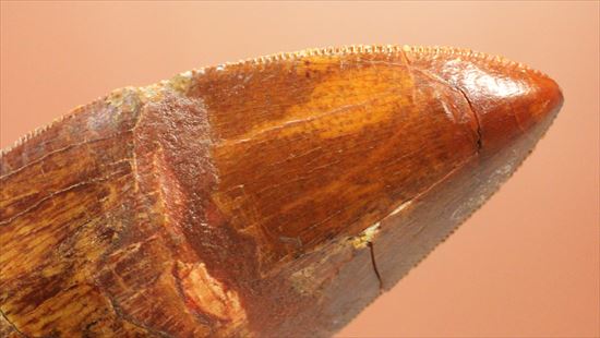 リーズナブルプライスで登場!カルカロドントサウルスの歯化石(その11)