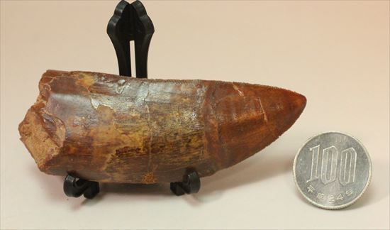 リーズナブルプライスで登場!カルカロドントサウルスの歯化石(その15)