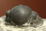 三葉虫(Proetus granulosus)