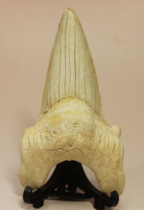 長辺に沿って８５ｍｍ！状態の良いオトダスの歯化石(Otodus obliqqus)（その1）