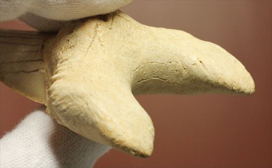 長辺に沿って８５ｍｍ！状態の良いオトダスの歯化石(Otodus obliqqus)（その5）