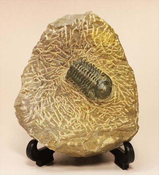 頭部が異様に大きな三葉虫リードプス(その1)