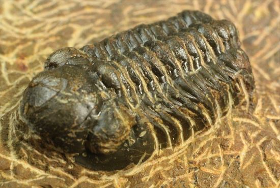 頭部が異様に大きな三葉虫リードプス(その3)