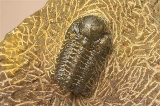 頭部が異様に大きな三葉虫リードプス(その5)