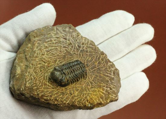 頭部が異様に大きな三葉虫リードプス(その6)