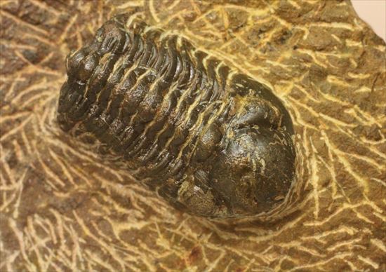 頭部が異様に大きな三葉虫リードプス(その7)