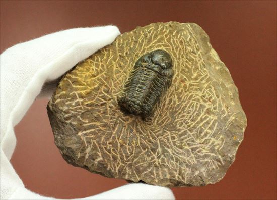 頭部が異様に大きな三葉虫リードプス(その8)