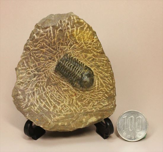 頭部が異様に大きな三葉虫リードプス(その9)