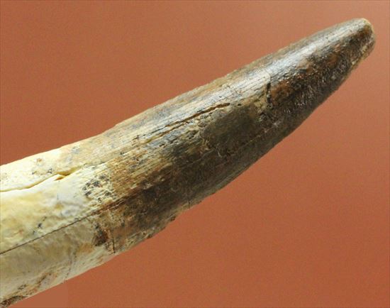 細長~い!スピノサウルスの歯化石(その4)