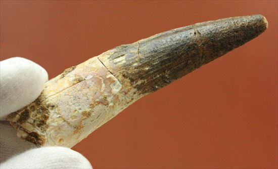 細長~い!スピノサウルスの歯化石(その5)