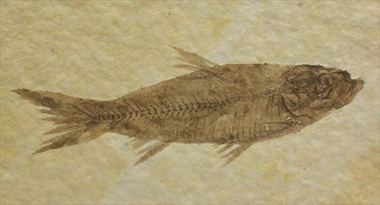 保存状態最高の魚化石（その1）