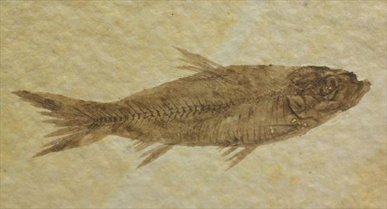 保存状態最高の魚化石(その1)