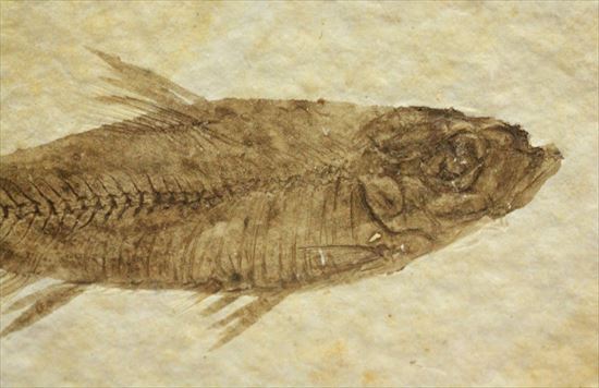 保存状態最高の魚化石(その3)