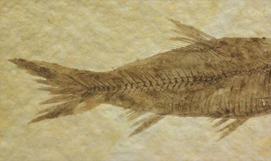 保存状態最高の魚化石(その4)
