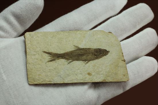 保存状態最高の魚化石(その5)
