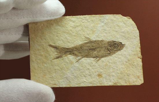 保存状態最高の魚化石(その6)