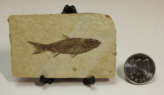 保存状態最高の魚化石(その7)