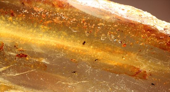 マダガスカル産、あなたの足よりデカいかも!?巨大な虫色コーパル(その13)