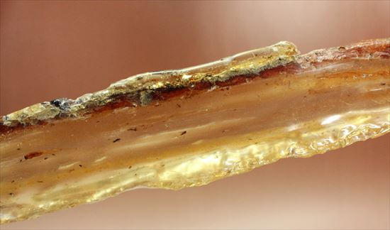 マダガスカル産、あなたの足よりデカいかも!?巨大な虫色コーパル(その3)