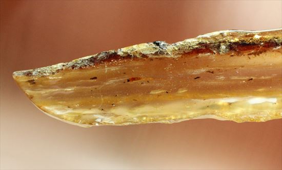 マダガスカル産、あなたの足よりデカいかも!?巨大な虫色コーパル(その4)