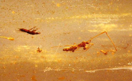 マダガスカル産、あなたの足よりデカいかも!?巨大な虫色コーパル(その6)