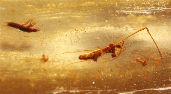 マダガスカル産、あなたの足よりデカいかも!?巨大な虫色コーパル(その7)