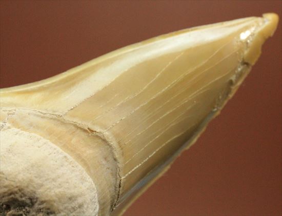 ネズミサメの歯化石（その4）