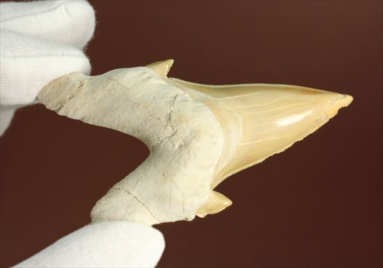 ネズミサメの歯化石（その5）
