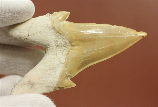 ネズミサメの歯化石（その6）