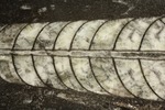 アンモナイトの祖先にあたる、オルソセラスのマルチプレート化石